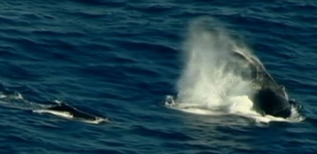 VIDEO: Surfer Knocked Unconscious by Whale