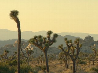 Joshua Tree