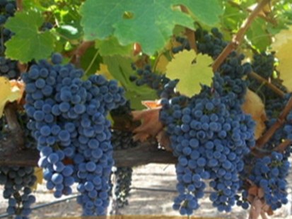 grapes