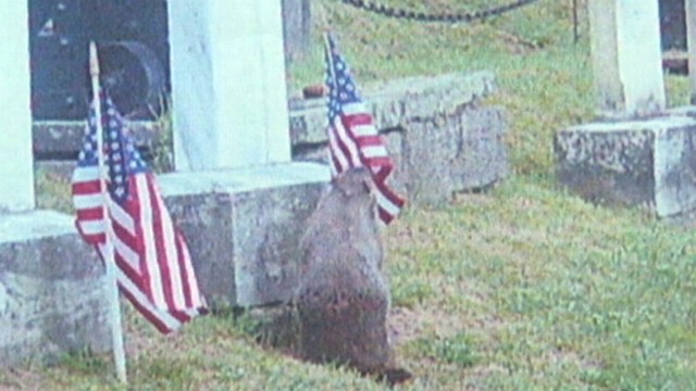 VIDEO: Hudson, N.Y. officials believe the woodchuck was taking the flags into his underground home.