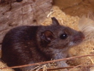 Watch: Mice Linked to Hantavirus Outbreak at Yosemite National Park