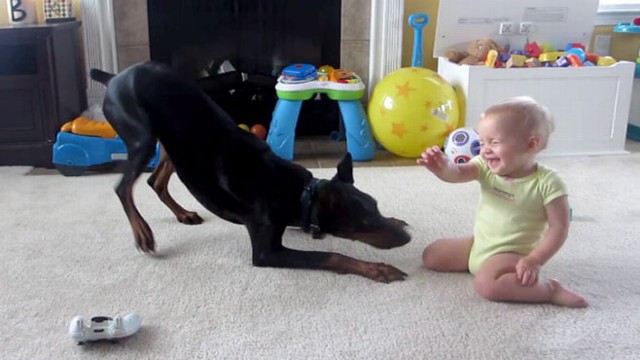 VIDEO: Pet Doberman Plays With 1-Year-Old Baby