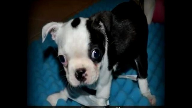 VIDEO: Boston Terrier Puppys First Steps