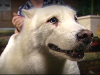 Watch: Dog Found Outside Hospital Where Owner Recovers