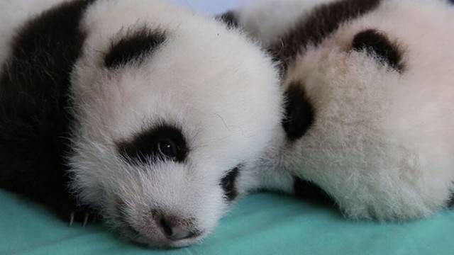 VIDEO: Cute Alert! Twin Panda Cubs Get a Check Up