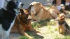 VIDEO: Fido Flu: The H3N8 Dog Flu Virus