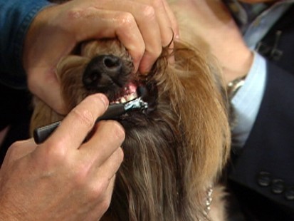 Dog Teeth
