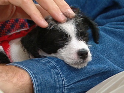 Puppy