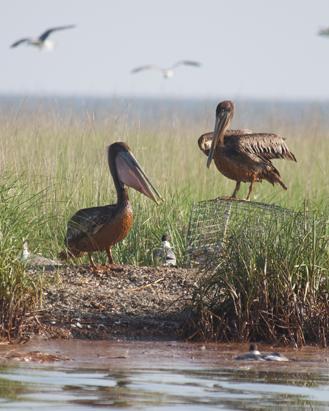 Gulf Bird Rescue