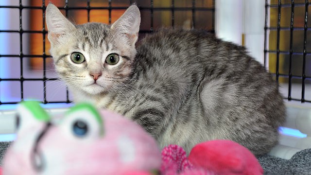 PHOTO: A kitten is shown on