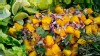 GMA Recipes