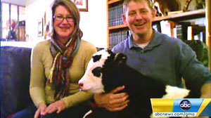 PHOTO Meet the Panda Cow
A new breed of miniature cow can be kept as a pet.
