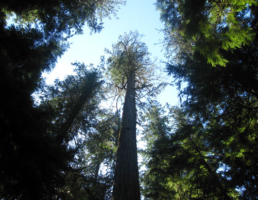 British Columbia Trees