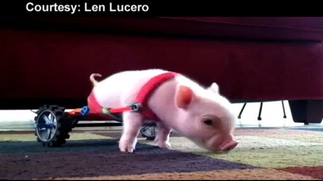 VIDEO: Piglet is unable to use his hind legs and uses toy wheelchair made of KNex for mobility.