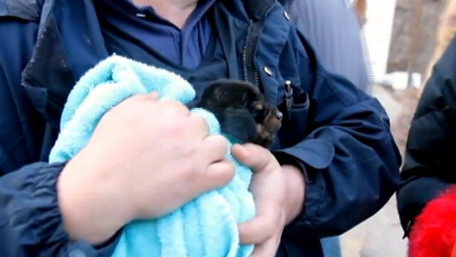 VIDEO: Michigan Humane Society saves a one-month-old puppy, who wandered into a pipe.