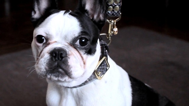 VIDEO: Doggie Haute Couture