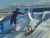 VIDEO: Melissa Roycroft Oasis of the Seas Adventures
