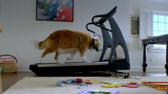 VIDEO: VW commercial "The Dog Strikes Back" includes Bolt the dog getting into shape.