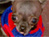 Tiny Dog
