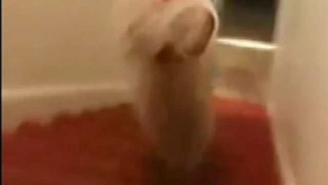 VIDEO: Funny YouTube video highlights one dogs weird balancing act.