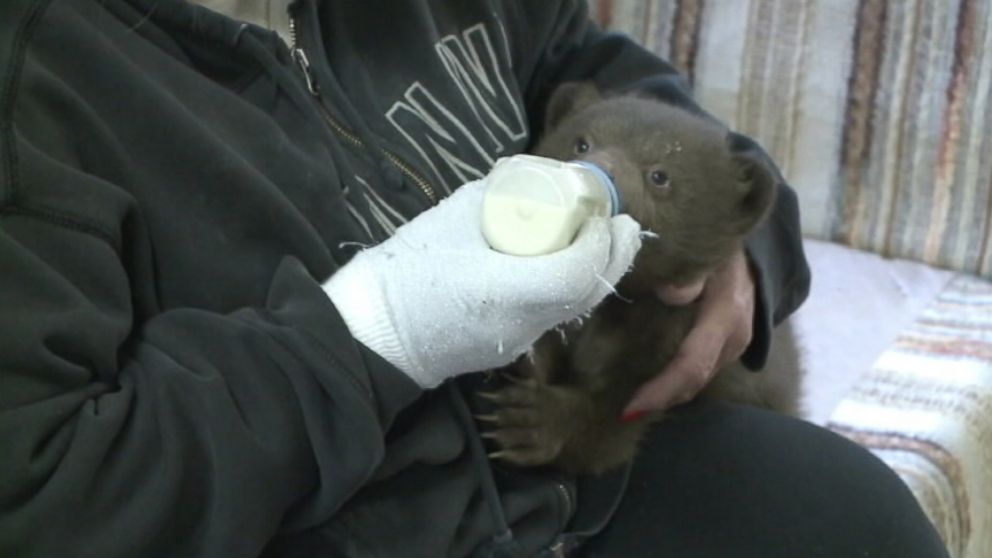 California nonprofit is caring for the female cub until she can be returned to the wild.