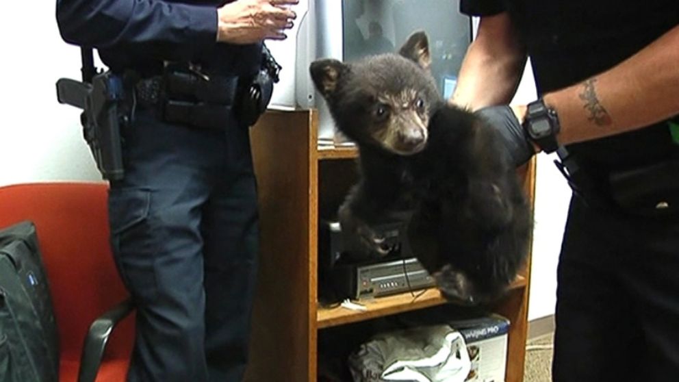 Despite the good intentions, officials in Oregon say its best to just report sightings in case the mother returns.