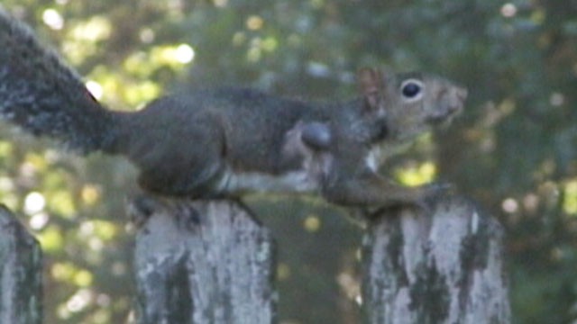 VIDEO: A squirrel in Louisiana is still climbing trees and gathering nuts after taking a bullet in the arm.