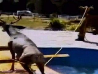 Watch: Deer Rescued From Colorado Pool