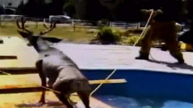 VIDEO: Workers used a ramp and rope to nudge the buck from the swimming pool.