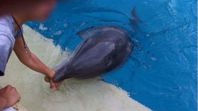 Animal-rights group believes the Dolphin Cove exhibit in San Antonio, Texas is dangerous.