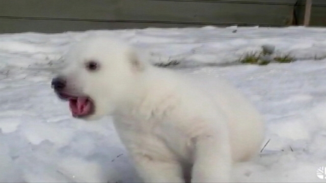 VIDEO: The Toronto Zoos young cub got his first taste of cold air during the frigid January day.