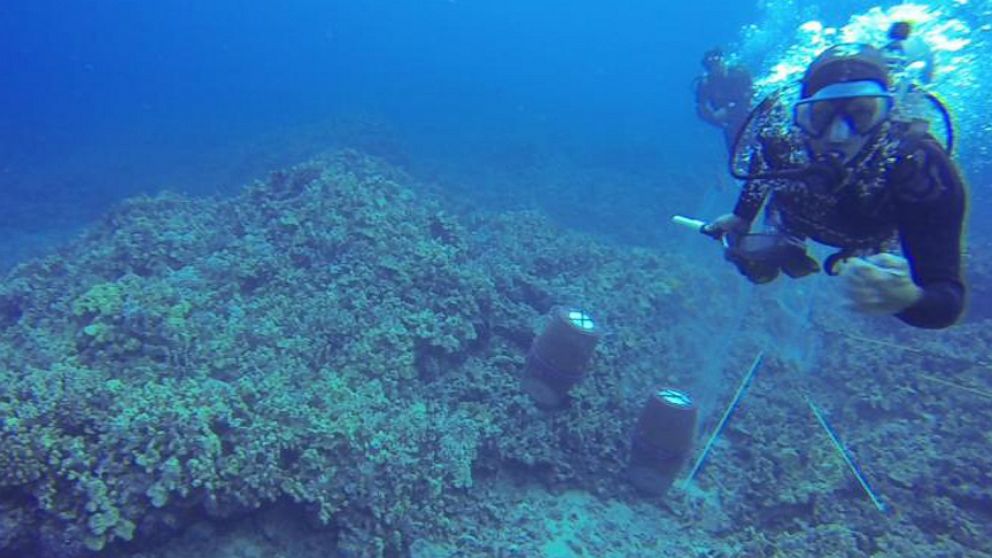 A scuba diver is seen yanking a regulator out of the mouth of an anti-aquarium activist in Hawaii.
