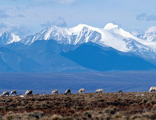anwr