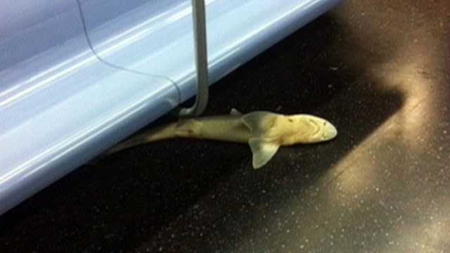 VIDEO: Surprised straphangers aboard the N train snapped pictures of the four-foot long shark.