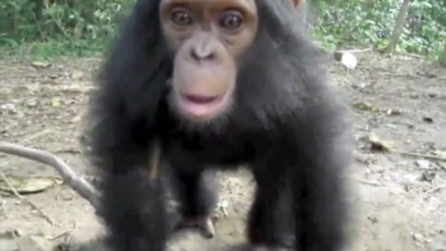 VIDEO: 21-month-old Milou jumps, spins, gets dizzy at Sanaga-Yong Chimp Rescue Center.