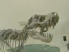 Dinosaur Bones