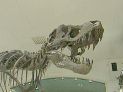 Dinosaur Skull