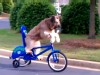 VIDEO: You've seen this Briard master the scooter. Now, he shows off his new talent.