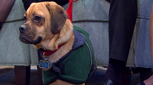 Dogs pets coats clothing