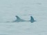 Dolphins Visit Jersey