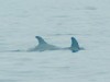 Dolphins