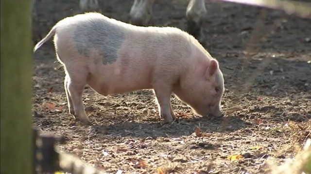 VIDEO: A New Jersey high schools mascot has yet to be caught after resurfacing at a farm.