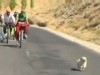 VIDEO: Dog follows bicycle riders on a 1,000-mile trek for 20 days.