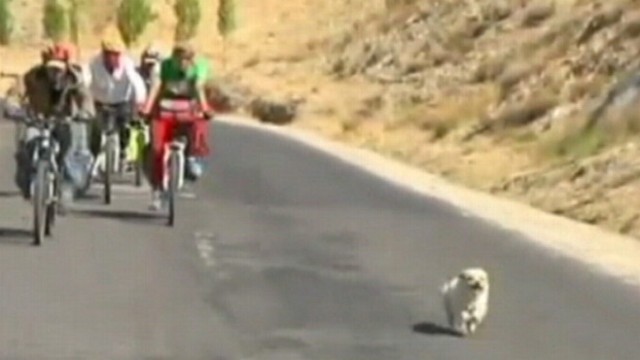 VIDEO: Dog follows bicycle riders on a 1,000-mile trek for 20 days.