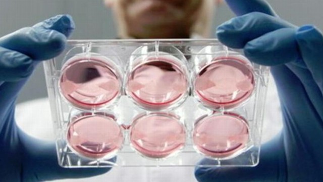 VIDEO: The fat-free burger was created by Dutch researchers from stem cells grown in a lab.