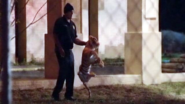 VIDEO: Houston firefighters responded to a false alarm of a tiger on a hotel roof.