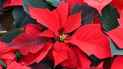PHOTO: Poinsettia are show
