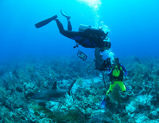 Pics Of Sharks. Diving With Sharks