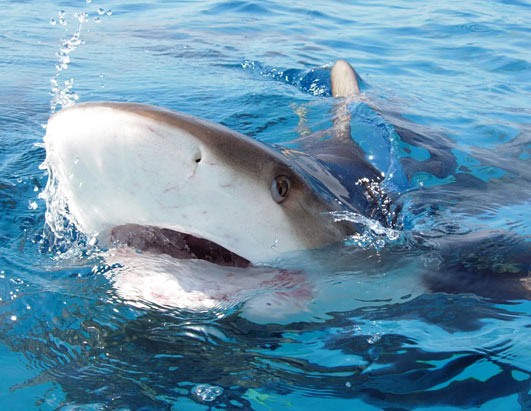 Diving With Sharks