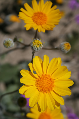Anza Borrego